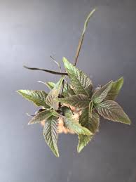 Image result for Dorstenia buchananii