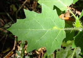 Image result for Solanum aculeatissimum