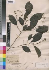 Image result for Bivinia jalbertii