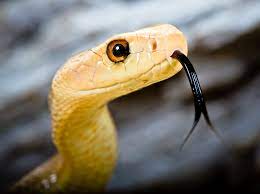 Oxyuranus Scutellatus Coastal Taipan Scary Snakes Amphibians Beautiful Snakes