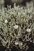 Image result for Helichrysum pawekiae
