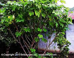 We did not find results for: Cure Diabetes 2 With Belize Plant Chaya Cnidoscolus Aconitifolius