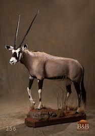 Pin On Animales