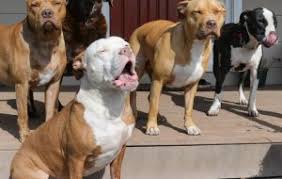 Don corleone 5 month old blue nose pitbull puppy pure breed,comes with papers and ukc registered. Pitbull Rescue Adopt Oregon Celebrity Pet Worth