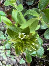 Image result for Cerastium glomeratum