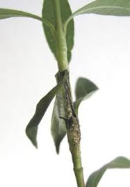Image result for pseudomonas savastanoi pv nerii oleander symptoms