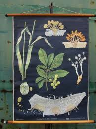 Vintage Botanical School Wall Chart By Jung Koch Quentell For Hagemann