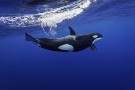 Killer Whale (Orca) Facts