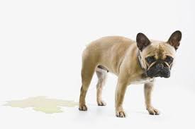 What antibiotics treat uti in dogs. Urinary Tract Infections In Dogs