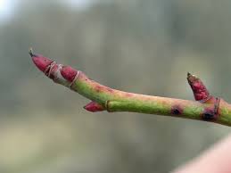 Image result for Cissus rubiginosa