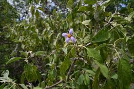 Image result for Solanum tettense