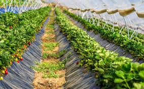 Advantages And Disadvantages Of Intensive Fruit Farming Greentumble