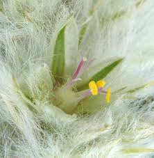 Image result for Kyphocarpa angustifolia