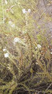 Image result for Eriocephalus luederitzianus