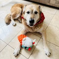 PART TWO OF TWO "We're thankful for the free veterinary care at Frosted  Faces Foundation and have benefitted from the prescription program. We  remain deeply grateful to all of Shammy's fans. Every