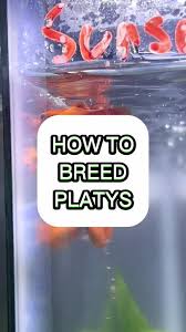 Very Fat Platy Fish | Fish Forum