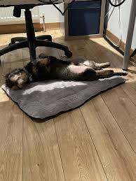 Couldn't wait to return home and sleep in his own comfy bed customers are not likely to get too comfy in the restaurant's unforgiving chairs. So You Think I Comfy Too Comfy For My Bed Album On Imgur