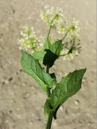 Image result for Cheirostylis lepida