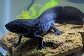 We did not find results for: 18 Types Of Axolotl Colors You Can Own Axolotl Color Guide Exopetguides