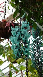 Image result for Strongylodon macrobotrys