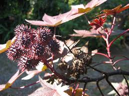 Image result for Ricinus