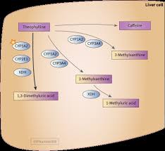 Theophylline Pathway Pharmacokinetics Overview