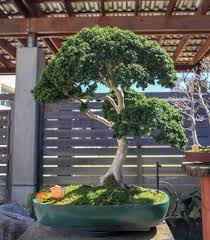 Supplies for bonsai (tools and containers) view their product listing. 104 Year Old Kingsville Boxwood At Monastery Of The Holy Spirit In Conyers Ga Bonsai
