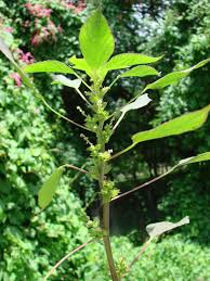 Image result for Acalypha ciliata