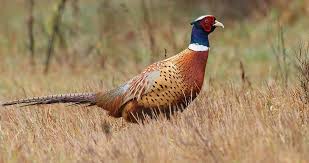 Birds Be Safe Collar Canada Ring Necked Pheasants Stride Across Open Fields And Weedy Roadsides In The U S And Southern Canada Males Spo Ring Necked Pheasant Habitats Pheasant