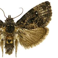 Image result for Gymnosporia oxycarpa