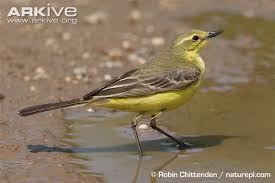 More images for yellow wagtail » Is It A Grey Wagtail Or A Yellow Notes On A Spanish Valley