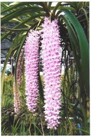 Image result for Rhynchosia alluaudii