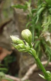 Image result for Kalanchoe laciniata