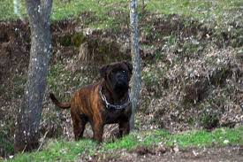 Growth Of Bullmastiff Castro Castalia Bullmastiffs