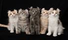 American Curl Kittens | Kitten Breeder | Kittens For Sale ...