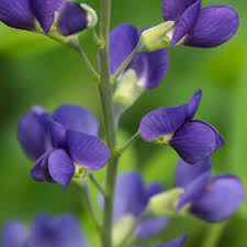 Image result for Indigofera oxalidea