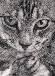 Cat 3 By Bengtern Pencil Drawings Of Animals Charcoal Drawing Graphite Drawings
