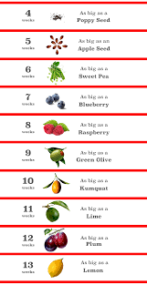 Pin On Baby Size Charts And Timelines