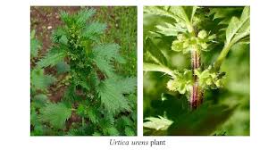 Image result for Urtica urens