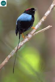Black Bird With Long Tail And Red Beak Chim Manakin đuoi Dai Trung Mỹ Long Tailed Manakin Chiroxiphia Linearis Pipridae Iucn Red List Of Th Beautiful Birds Long Tail Birds Of Paradise