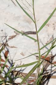 Image result for Panicum repens