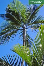 Image result for Cordia torrei