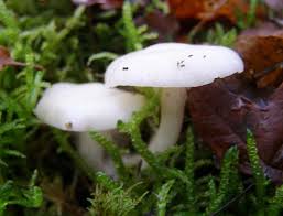 <ref> tags exist, but no <references/> tag was found. Hygrophorus Eburneus Ivory Woodwax Mushroom