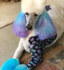 Swollen ankles, stretch marks, an itchy belly.some things are inevitable when you're pregnant. Pin On Opawz Creative Grooming