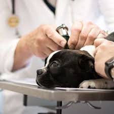 If your pet is experiencing a medical emergency, you don't need an appointment to bring them in to family pet clinic 2 in feasterville for immediate care. Family Pet Clinic 2 Office Photos Glassdoor