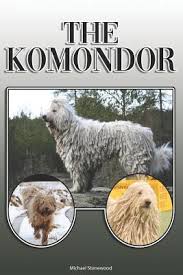 Image result for Komondor