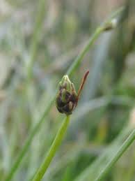 Image result for Isolepis setacea