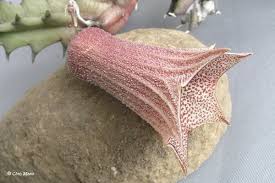 Image result for Huernia levyi