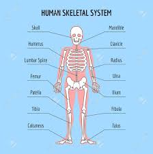 It's easy to look at these and think of. Human Skeletal System Vector Human Bone Anatomy Illustration Royalty Free Cliparts Vectors And Stock Illustration Image 60196576
