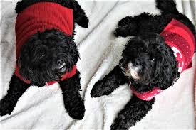 * cockapoo of excellence * our next cockapoo puppies available will be ready for their new homes throughout the spring of 2021! Why Cockapoos Are The Best Dog Ever According To Science